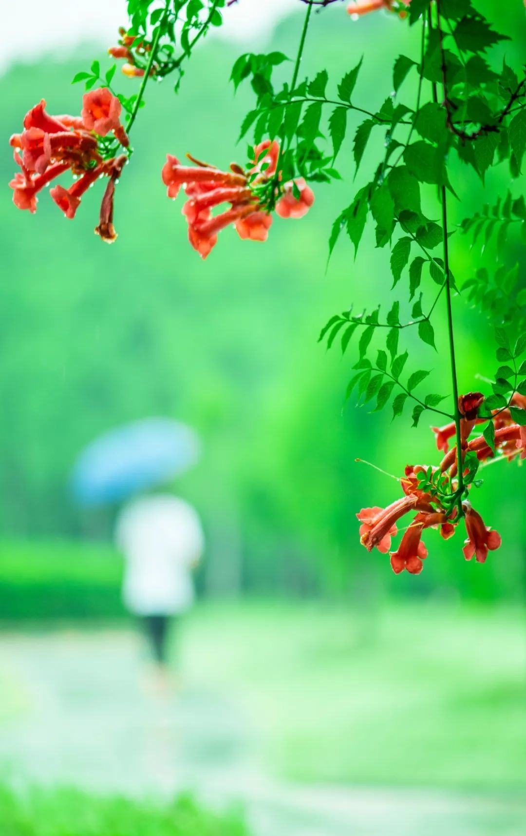 珞珈雨时，想念你(图2)