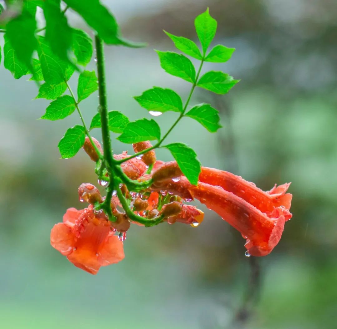 珞珈雨时，想念你(图3)