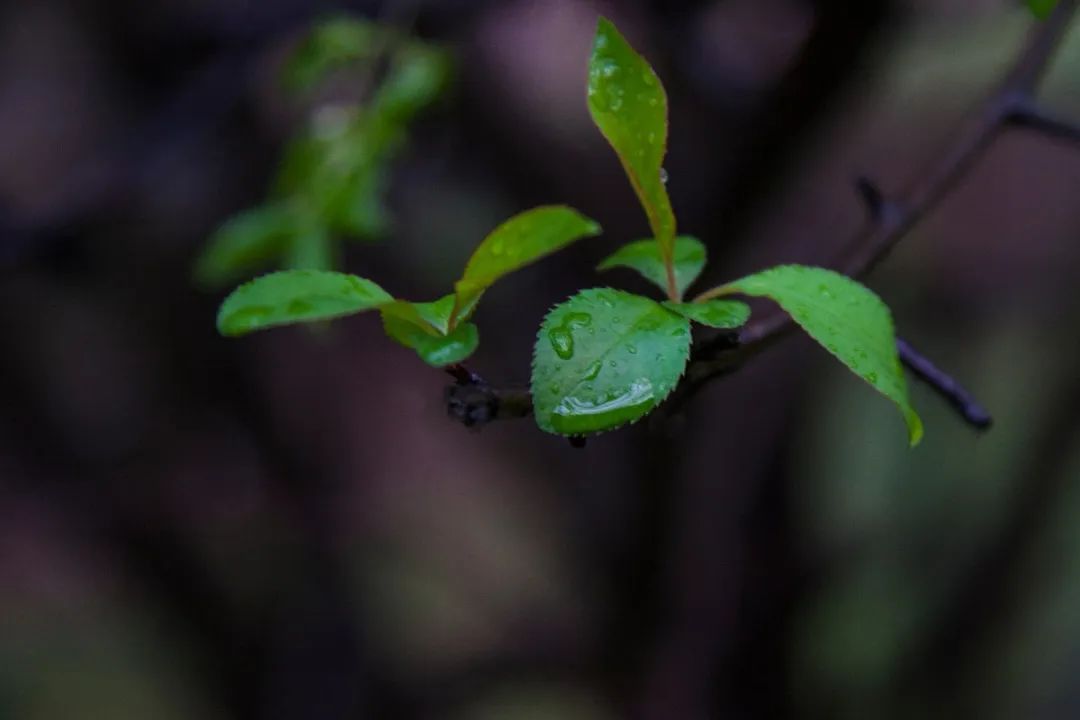 珞珈雨时，想念你(图10)