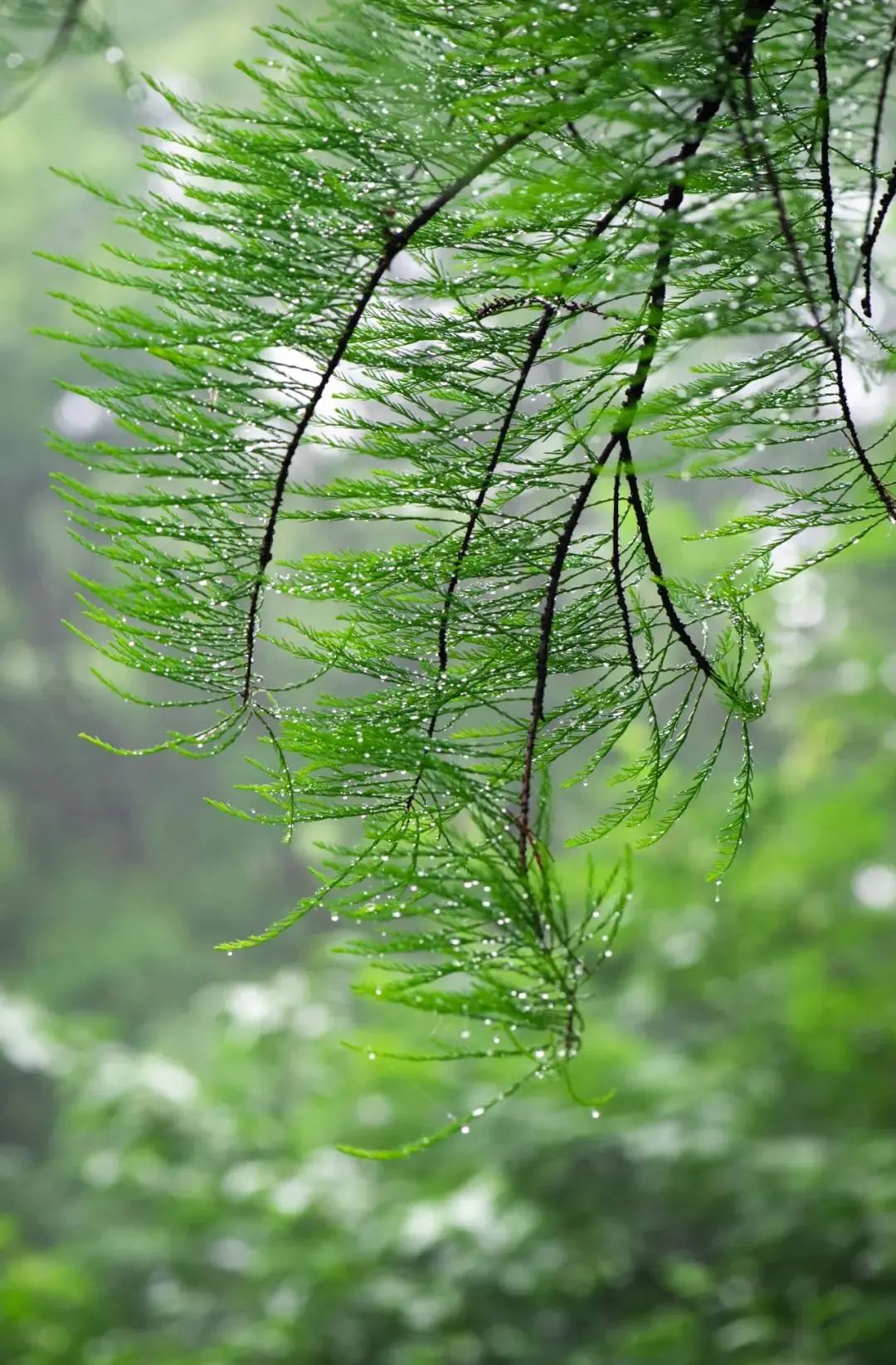 珞珈雨时，想念你(图4)